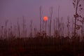 Sunset against dry forest season change ,earth warming concept