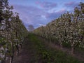 Sunset,aisle of fruit trees in bloom with no one