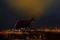 Sunset in Alp. Chamois, Rupicapra rupicapra, in the green grass, Gran Paradiso, Italy. Horned animal in mountain. Wildlife scene f Royalty Free Stock Photo