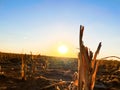 Sunset, Amarillo, Texas, Cadillac Ranch, straw, end of harvest, blue sky, sun, horizon Royalty Free Stock Photo