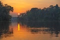 Amazon Rainforest at Sunset, Yasuni national park, Ecuador Royalty Free Stock Photo