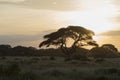 Sunset at Amboseli National Park Royalty Free Stock Photo