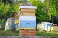 Sunset at the apiary. Honeybees in flight. Open the entrance to the yellow hive. Bees are returning from the honey