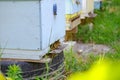 Sunset at the apiary. Honeybees in flight. Open the entrance to the yellow hive. Bees are returning from the honey