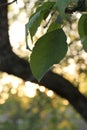 Sunset Apple Tree Leaf Royalty Free Stock Photo