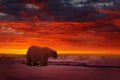 Sunset in the Arctic, with polar bear. Bear on the drifting ice with snow, with evening orange sun, Svalbard, Norway. Beautiful re Royalty Free Stock Photo