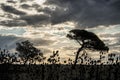 Landscape from Argentina   Pasture fields and thistles   Sunset Royalty Free Stock Photo