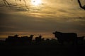 Sunset and cows in Argentina Royalty Free Stock Photo