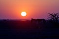 Sunset in the arid land of little rann of Kutch Royalty Free Stock Photo