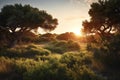 Sunset in the arid landscape of the island of Ibiza