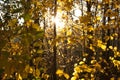 Sunset and aspen trees. Sunlight through tree foliage. Yellow shiny leaves in sunlight. Beautiful background