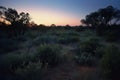 Sunset in the Australian Outback, Kgalagadi Transfrontier Park