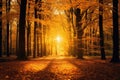 Sunset in the autumn forest. Beautiful nature scene with sunbeams, Autumn forest scenery with road of fall & warm light Royalty Free Stock Photo