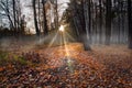 sunset in the autumn forest, on the ground yellow leaves. mist in the woods Royalty Free Stock Photo