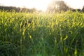 Sunset in autumn on a grassland field with sun flair Royalty Free Stock Photo