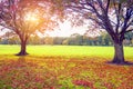 Sunset in autumn Royalty Free Stock Photo