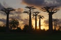 Avenue of the Baobabs at dusk - Morondava, Madagascar Royalty Free Stock Photo