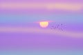 Sunset back pink cloud purple teal cream sky with birds flying back home Royalty Free Stock Photo