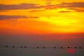 sunset back on silhouette dark red orange evening cloud on the sky and bird on power electric line Royalty Free Stock Photo