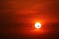 sunset back on silhouette dark red orange evening cloud on the sky and bird on power electric line Royalty Free Stock Photo