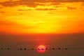 sunset back on silhouette dark red orange evening cloud on the sky and bird on power electric line Royalty Free Stock Photo