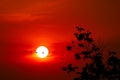 Sunset back on silhouette leaves dark red cloud on the sky and bird flying to home Royalty Free Stock Photo