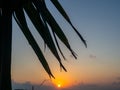 Sunset on the background of palm leaves. Leaf silhouettes. Beach of the Black Sea coast. Defocus. The concept of an evening at the