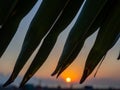Sunset on the background of palm leaves. Leaf silhouettes. Beach of the Black Sea coast. Defocus. The concept of an evening at the