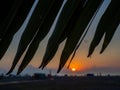 Sunset on the background of palm leaves. Leaf silhouettes. Beach of the Black Sea coast. Defocus. The concept of an evening at the Royalty Free Stock Photo