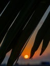 Sunset on the background of palm leaves. Leaf silhouettes. Beach of the Black Sea coast. Defocus. The concept of an evening at the