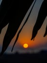 Sunset on the background of palm leaves. Leaf silhouettes. Beach of the Black Sea coast. Defocus. The concept of an evening at the Royalty Free Stock Photo