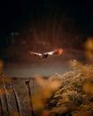 Sunset backlight wildlife phtography Royalty Free Stock Photo
