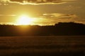 Sunset backlit on a grain wheat or barley field. Amazing sunset, dramatic scenic landscape. The plant is ready for harvest