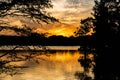 Sunset Through Bald Cypress Trees at Stumpy Lake