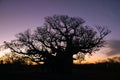 Sunset baobab