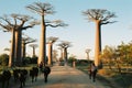 Sunset at Baobab Avenue