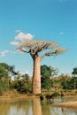 Sunset at Baobab Avenue