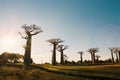 Sunset at Baobab Avenue