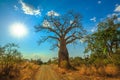 Sunset Baobab South Africa Royalty Free Stock Photo