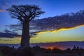 Sunset - Baobab trees, Baobabs forest - Baobab alley, Morondava, Madagascar. Royalty Free Stock Photo