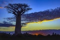 Sunset - Baobab trees, Baobabs forest - Baobab alley, Morondava, Madagascar. Royalty Free Stock Photo