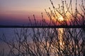 Sunset Bare Branches