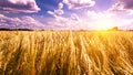 Sunset on barley field Royalty Free Stock Photo