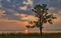 Sunset on the Bay with tree silhouette