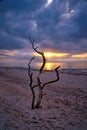 Sunset on the beach of the Baltic Sea. Love tree, shrub in the sand on the west beach