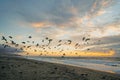 Sunset on the beach and flock of flying birds Royalty Free Stock Photo
