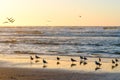 Sunset on the beach, flock of seagulls, and silhouette of flying pelicans. Beautiful golden light, and clear sky on background,