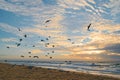 Sunset on the beach and flying birds Royalty Free Stock Photo