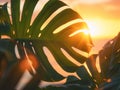 Sunset on the beach. Palm leaves. Palm trees at tropical coast, coconut tree summer vacation concept Royalty Free Stock Photo