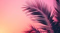 Sunset on the beach. Palm leaves. Palm trees at tropical coast, coconut tree summer vacation concept